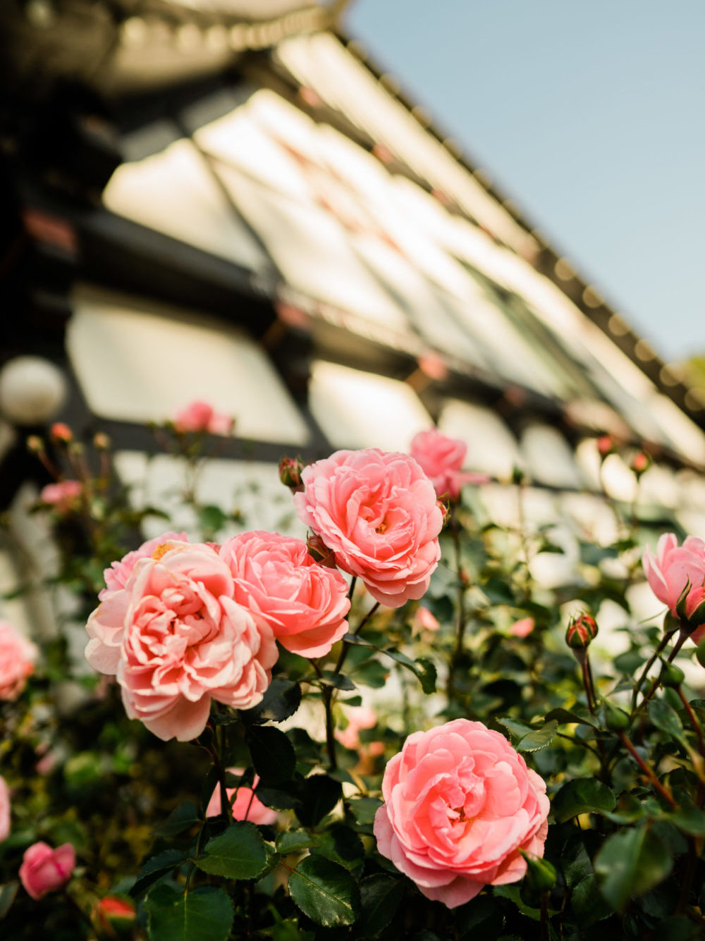 Rosen am Ramselhof