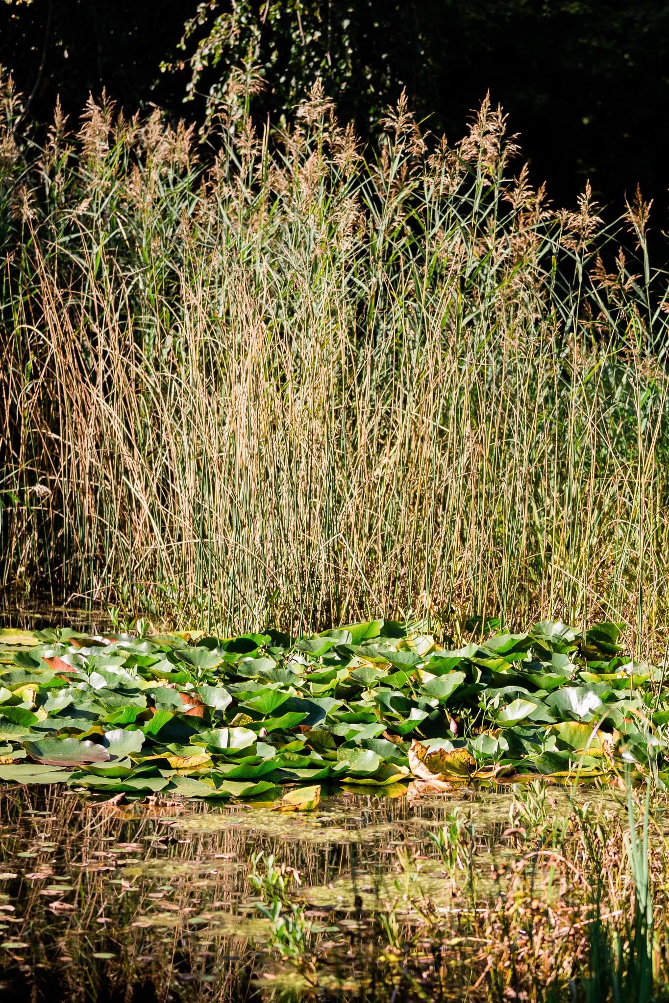 Ramselhof-Garten-Teich